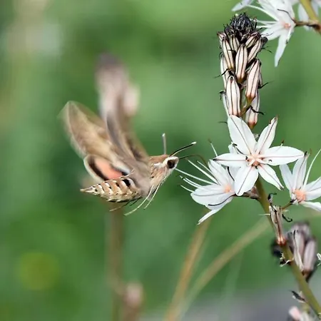 Poliana Tower Vila Kotronion (West Mani)