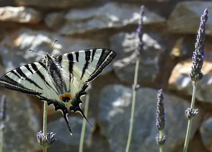 Poliana Tower Kotronion (West Mani)