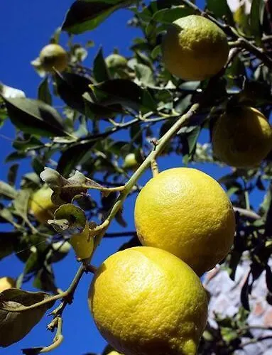 Villa Poliana Tower *