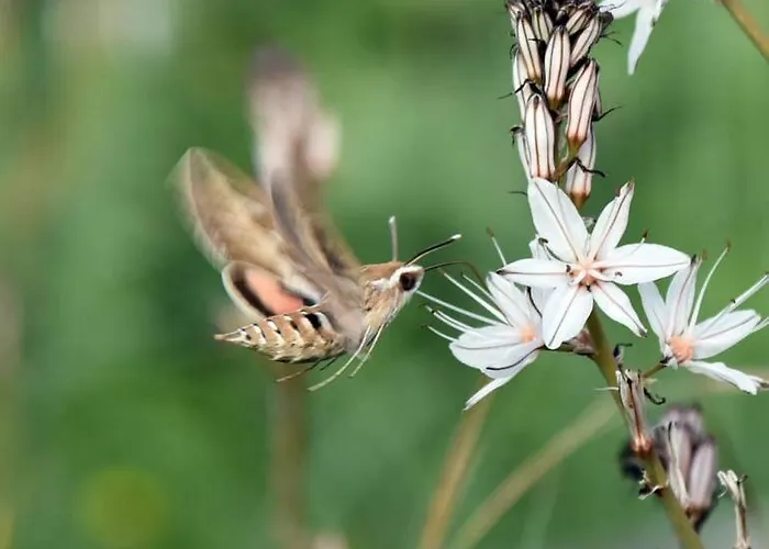Poliana Tower Villa Kotronion (West Mani)