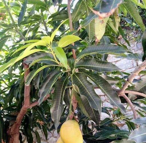 Poliana Tower Villa *